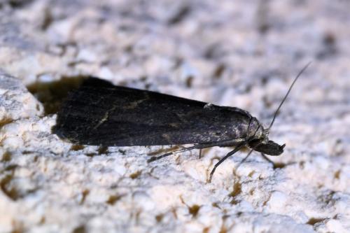 Schrankia costaestrigalis